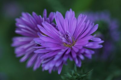 Close-up of purple flower