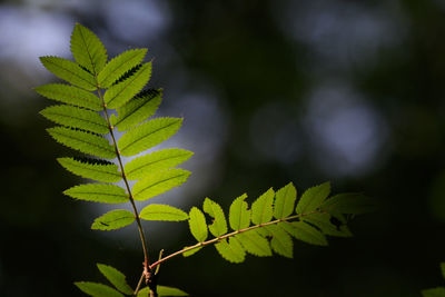 Close-up of green leaves on plant