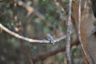 View of bird perching on branch
