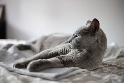 Close-up of cat resting on bed