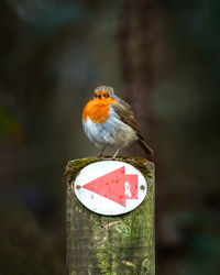 Close-up of bird perching on wooden post