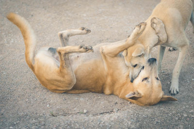 Brown dog and white dog playing fighting together on street