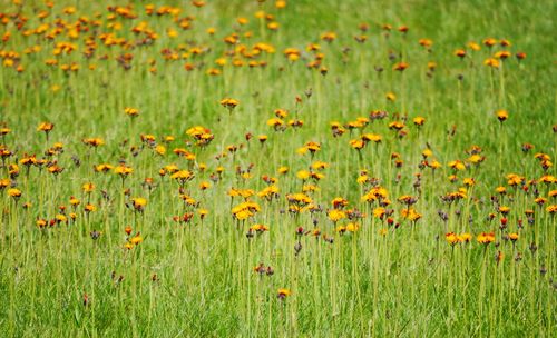 Close-up of yellow flowering plants on field