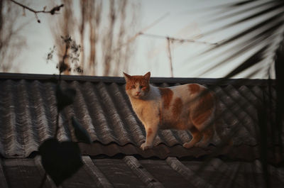 Portrait of ginger cat sitting on metal rooftop 