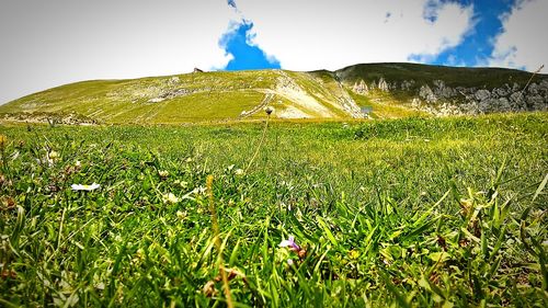 Scenic view of field against sky