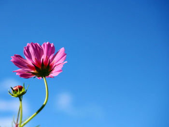 Close-up of pink flower against blue sky