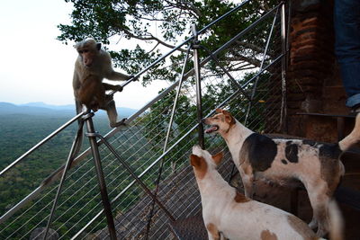 Dogs on railing against sky