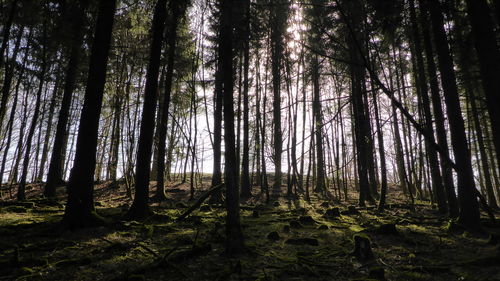 Low angle view of bamboo trees in forest