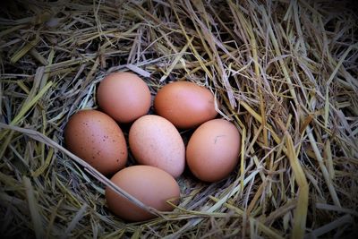 High angle view of eggs in nest