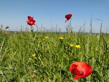 Close-up of red poppy flowers on field