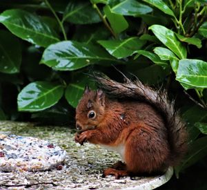 Close-up of squirrel