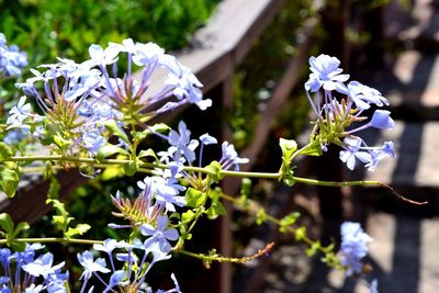 Close-up of purple flowering plant