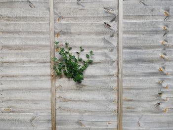 Close-up of plants