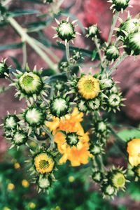 High angle view of flowering plant