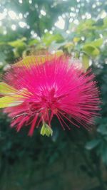 Close-up of pink flower
