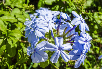 Close-up of purple flowering plant