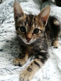 Close-up portrait of kitten sitting on bed
