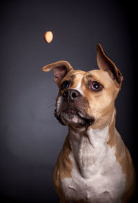 Close-up of dog looking away against black background