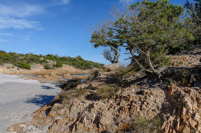 Trees growing on rock against sky