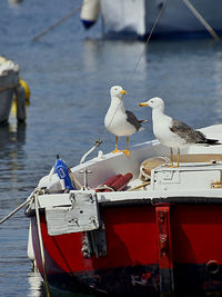 Seagull perching on boat moored in sea