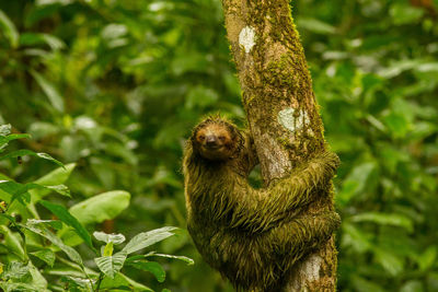 Close-up of sloth on tree