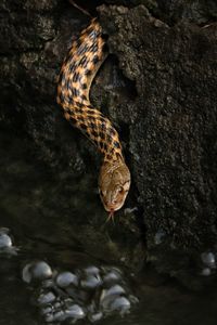 Close-up of snake on rock