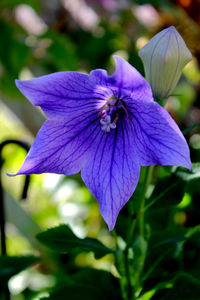 Close-up of purple flowers