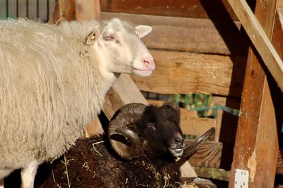 Close-up of sheep