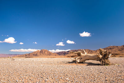 Scenic view of desert against blue sky