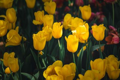 Beautiful yellow tulip flower blooming in garden, flower background concept