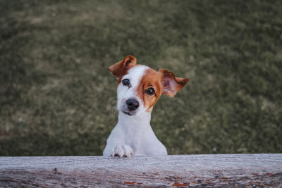 Portrait of dog sitting outdoors