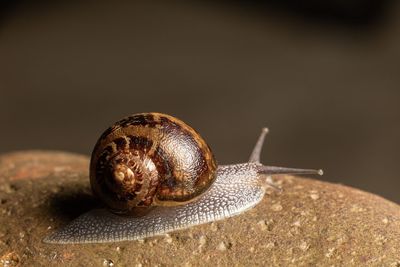 Close-up of snail on the rock