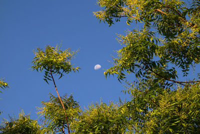 Low angle view of trees against clear blue sky