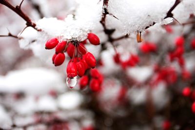 Close-up of berries on branch