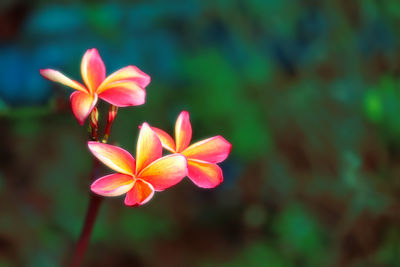 Close-up of pink flowering plant