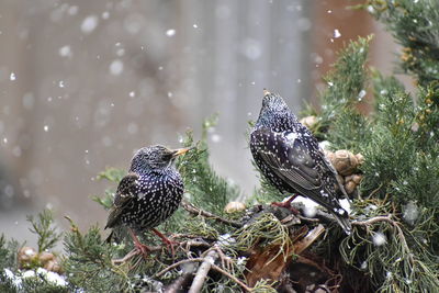 Starlings perching on tree in snowfall