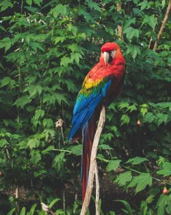 Bird perching on a tree