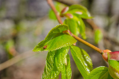 Close-up of wet plant leaves