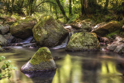 Stream flowing through rocks in forest