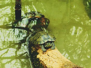 Close-up of horse in water