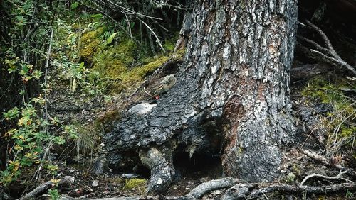 Close-up of moss on tree trunk in forest