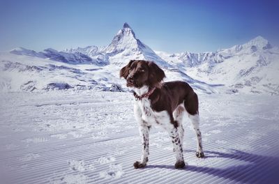 Dog standing on snow covered landscape