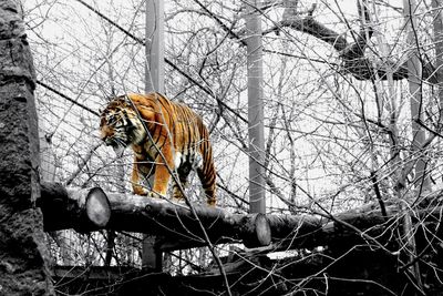 Man on bare tree