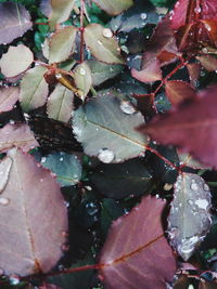 Full frame shot of autumn leaves