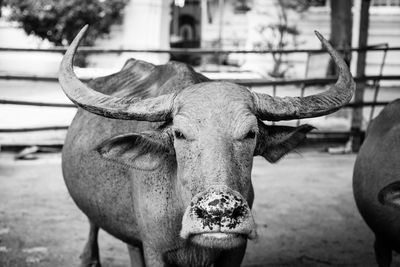 The water buffalo is standing in the farm, head shot close and white tone.