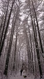 Trees in forest during winter