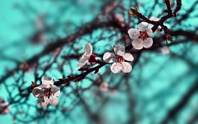 Close-up of apple blossoms in spring