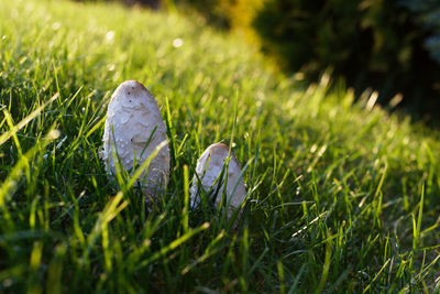 Close-up of mushroom growing on field