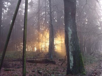 Trees in forest