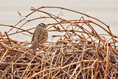 Bird perching on nest against sky